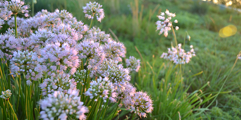 About Green Roof Solutions